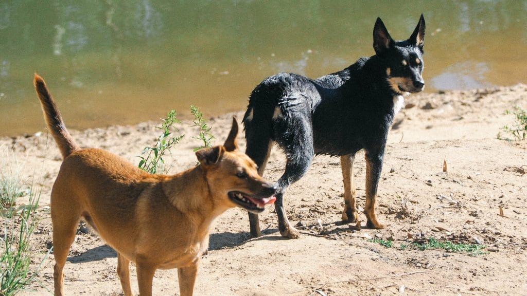 Bree's beloved dogs