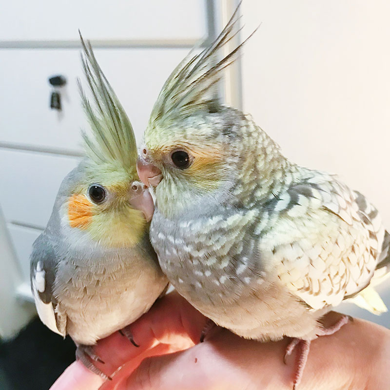 Cockatiel Babies