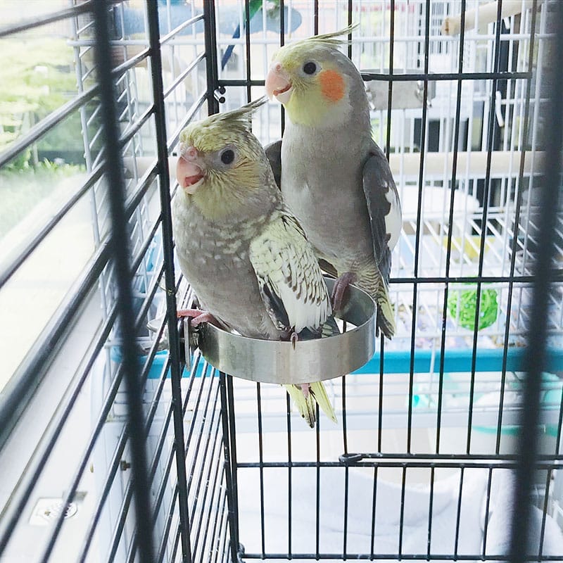 Cockatiel Babies