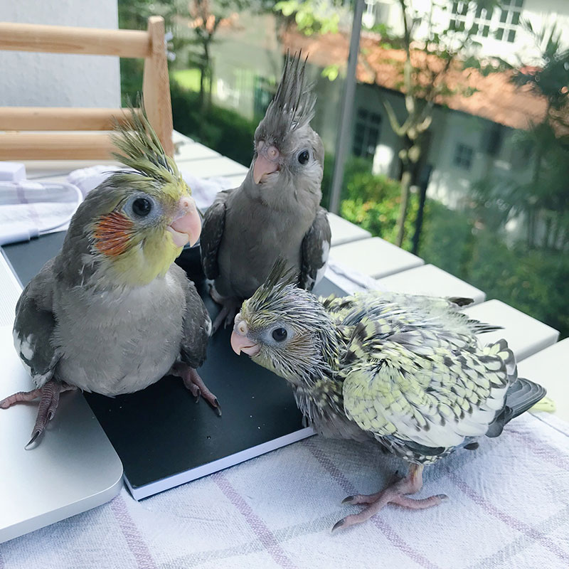Cockatiel Trio