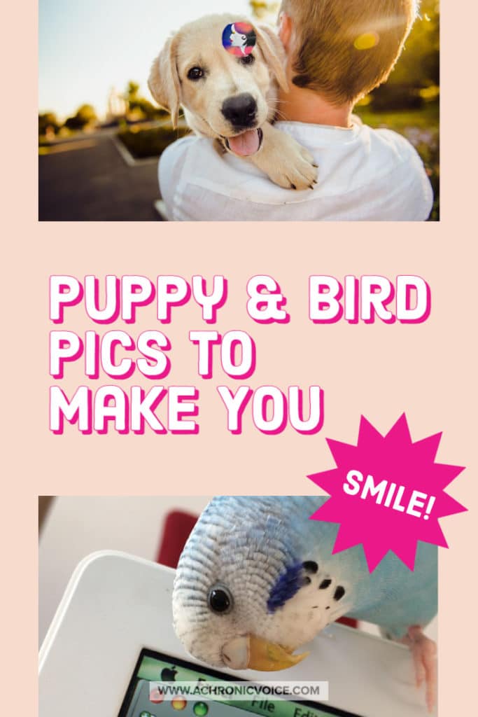 Puppy and Bird Pics to Make You Smile!