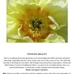 Healing Message Card Sample - Noticing Beauty
