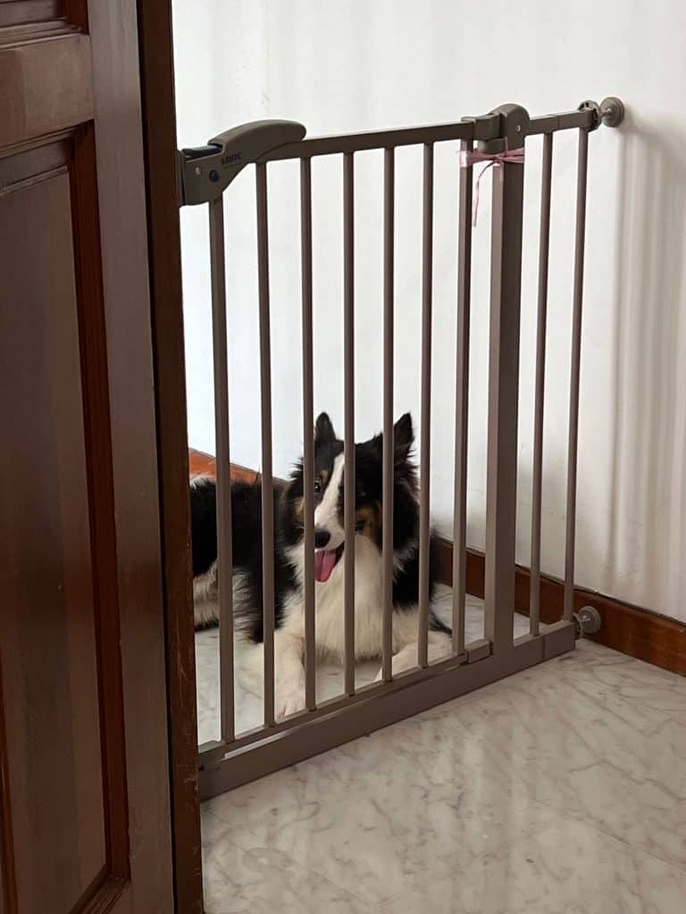 Talisker Behind Dog Gate