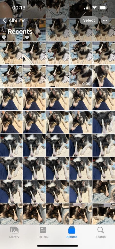 Endless dog screenshots